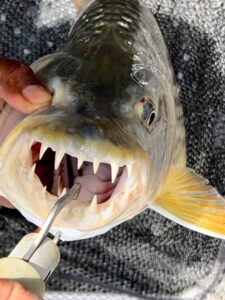 tiger fishing