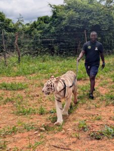 tiger interaction